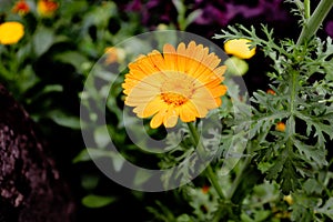 Calendula officinalis, the pot marigold, ruddles, common marigold or Scotch marigold.Â 